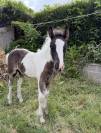 Poulain Irish Cob &agrave; vendre 