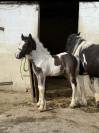 Poulain Irish Cob &agrave; vendre 