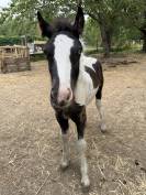 Poulain Irish Cob &agrave; vendre 