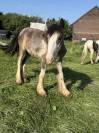 Plusieurs poulain Irish Cob et Welsh/irish Cob &agrave; vendre