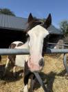 Plusieurs poulain Irish Cob et Welsh/irish Cob &agrave; vendre