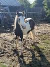 Plusieurs poulain Irish Cob et Welsh/irish Cob &agrave; vendre