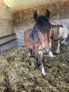 Plusieurs poulain Irish Cob et Welsh/irish Cob &agrave; vendre