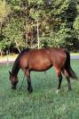 Kiara - Jument baie ONC de 6 ans 
