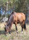 Kiara - Jument baie ONC de 6 ans 