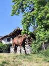 Kiara - Jument baie ONC de 6 ans 