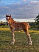 Magnifique pouliche bai pearl &agrave; r&eacute;server, tinker