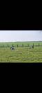 Pr&eacute; Chevaux - Secteur 13 min d'Etampes (91)