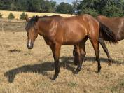 Veulen (vr) Welsh Partbred Te koop 2025 Donker bruin / bai ,  USANDRO TILIA DERLENN (WPB)