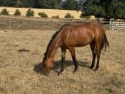 Veulen (vr) Welsh Partbred Te koop 2025 Donker bruin / bai ,  USANDRO TILIA DERLENN (WPB)