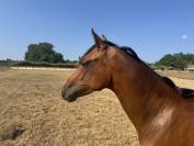 Veulen (vr) Welsh Partbred Te koop 2025 Donker bruin / bai ,  USANDRO TILIA DERLENN (WPB)