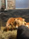 Petit Shetland &eacute;talon 1 an cherche sa famille