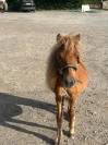 Petit Shetland &eacute;talon 1 an cherche sa famille