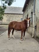 ?Hongre alezan de 10 ans &ndash; 1,50 m