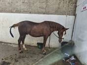 ?Hongre alezan de 10 ans &ndash; 1,50 m