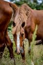 ?Hongre alezan de 10 ans &ndash; 1,50 m
