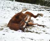 ?Hongre alezan de 10 ans &ndash; 1,50 m