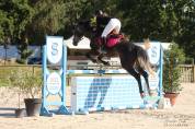 Cheval de sport - Hongre SBS de 6 ans 175cm 
