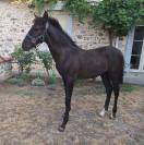 Superbe Poulain PRE - Papiers ANCIS / SIRE