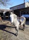 Mule 9 ans