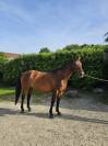 SELLE FRANCAIS  9 ANS   CSO AMAT ET LOISIR