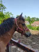 Poulain Welsh Cob