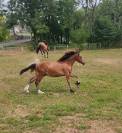 Poulain Welsh Cob