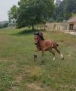 Poulain Welsh Cob