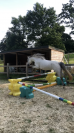 Naya ponette part Connemara 7 ans 