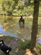 Vend cheval hongre cob crois&eacute; frison
