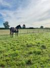 Vend cheval hongre cob crois&eacute; frison