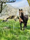 Vend cheval hongre cob crois&eacute; frison