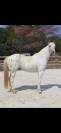 Vends cheval de selle belge appaloosa 