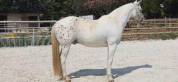 Vends cheval de selle belge appaloosa 