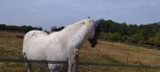 Vends cheval de selle belge appaloosa 