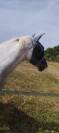 Vends cheval de selle belge appaloosa 