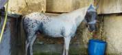 Vends cheval de selle belge appaloosa 