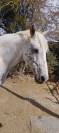 Vends cheval de selle belge appaloosa 