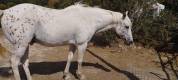 Vends cheval de selle belge appaloosa 