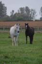 Vend poney Connemara 