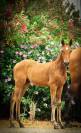Xanthos DesM