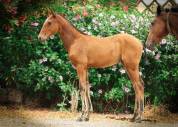 Xanthos DesM