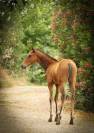 Xanthos DesM