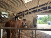 Fermette pour chevaux, 2 petits gites, 2.2ha, source