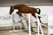Poney D &agrave; vendre