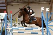 Poney B &agrave; louer ou &agrave; vendre 