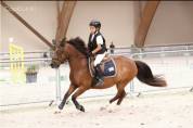 Poney B &agrave; louer ou &agrave; vendre 