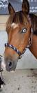 Poney B &agrave; louer ou &agrave; vendre 