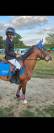 Poney B &agrave; louer ou &agrave; vendre 