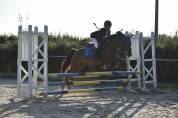 Poney B &agrave; louer ou &agrave; vendre 